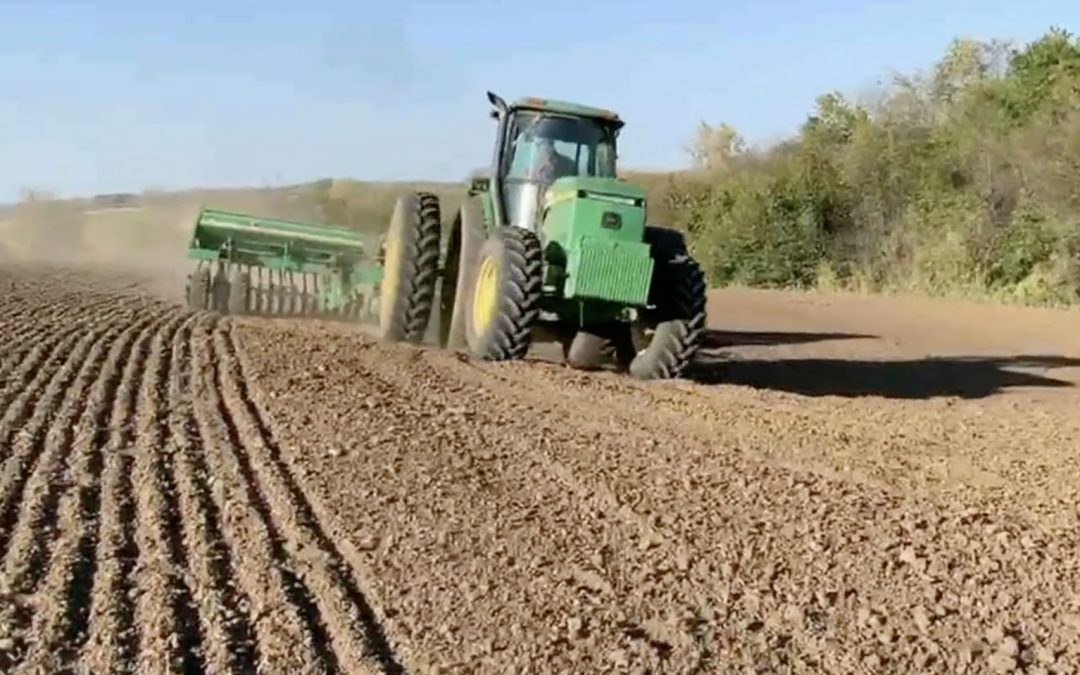 43. Raising Einkorn Wheat