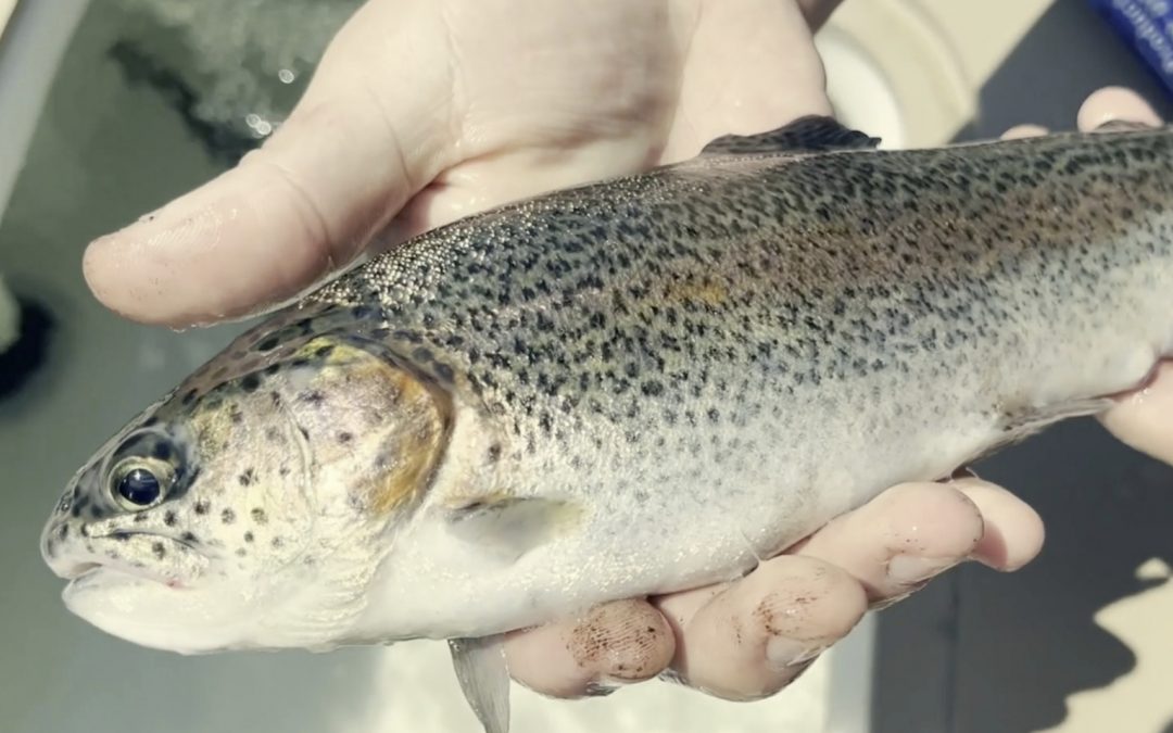 137. The Science of Fishing for Trout