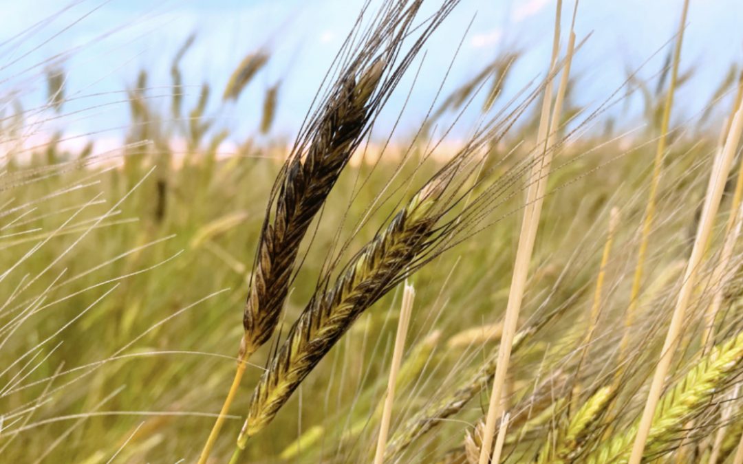 179. Einkorn | World’s Most Ancient Wheat