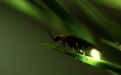 279. Light from Chemistry